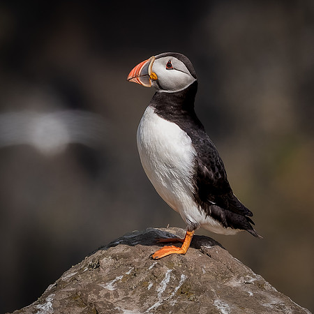 Skomer-137