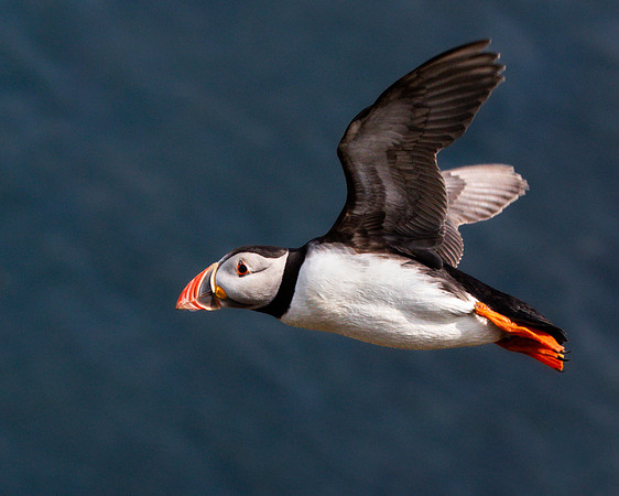 Skomer-142