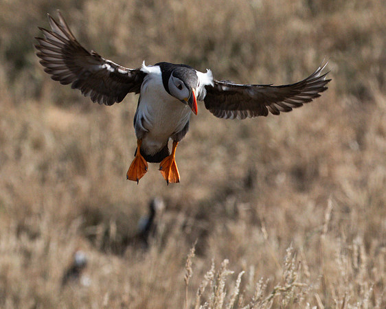 Skomer-141