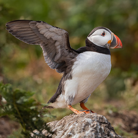 Skomer-110
