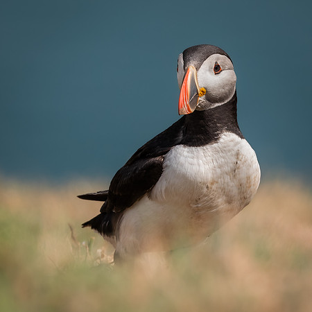 Skomer-77