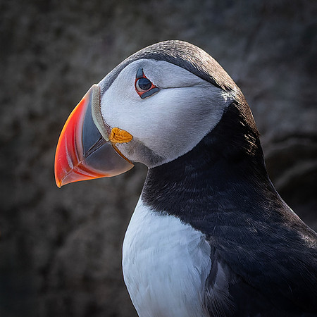 Skomer-143