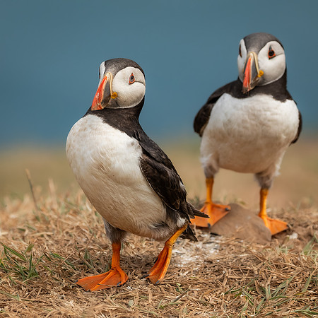Skomer-63