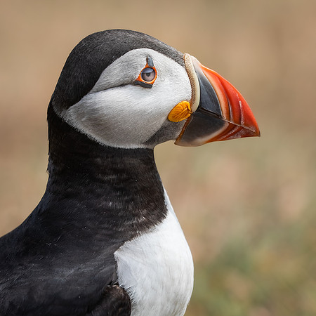 Skomer-62