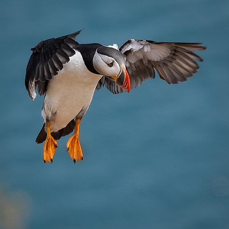 Skomer-55