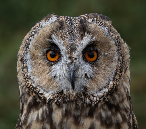 Birds of Prey-6