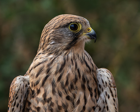 Birds of Prey-10