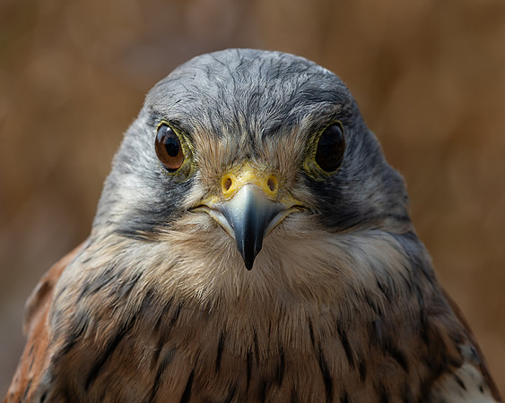 Birds of Prey-15