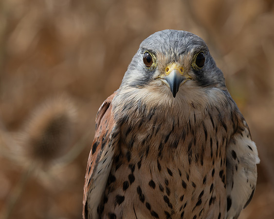 Birds of Prey-16