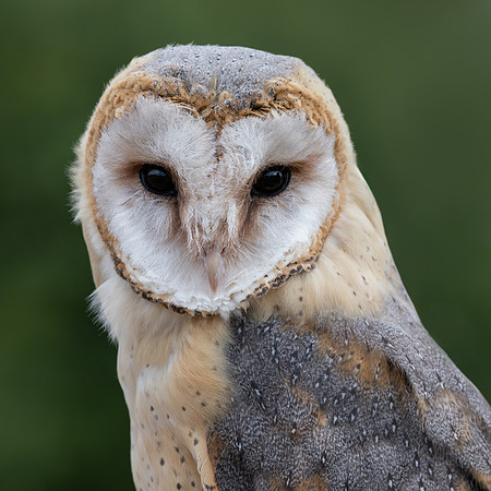 Birds of Prey-5