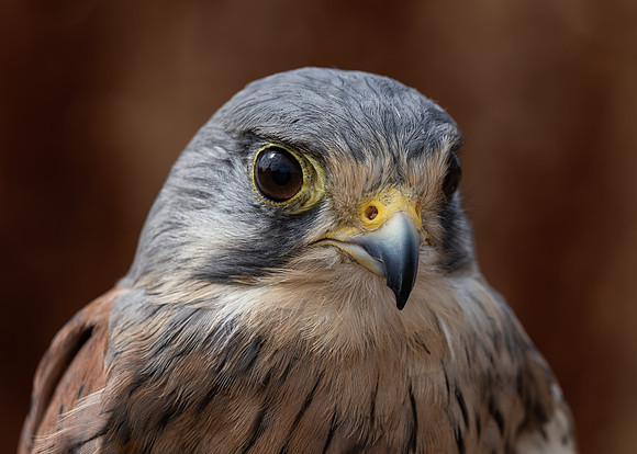 Birds of Prey-13