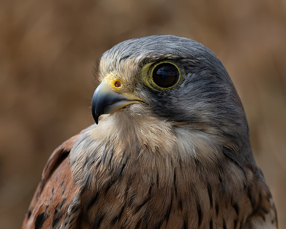 Birds of Prey-17