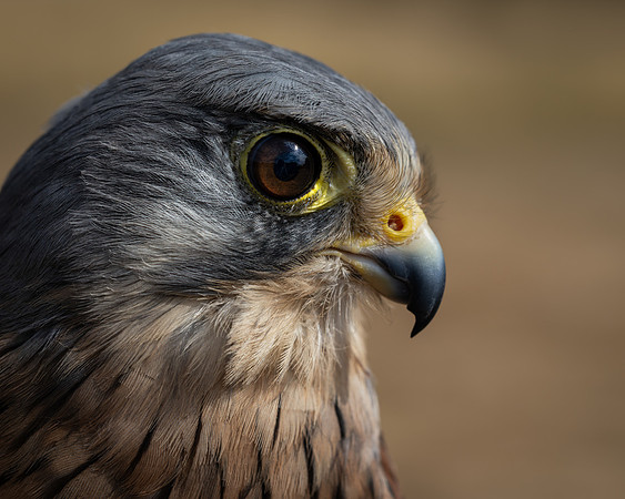 Birds of Prey-20