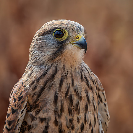 Birds of Prey-25