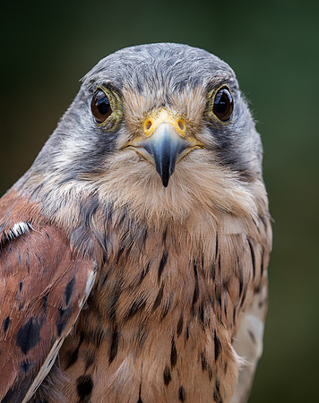 Birds of Prey-26