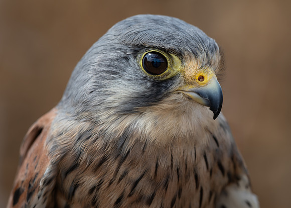 Birds of Prey-19