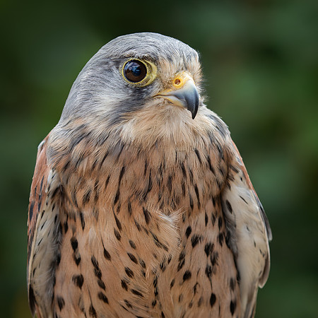 Birds of Prey-28