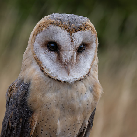 Birds of Prey-2