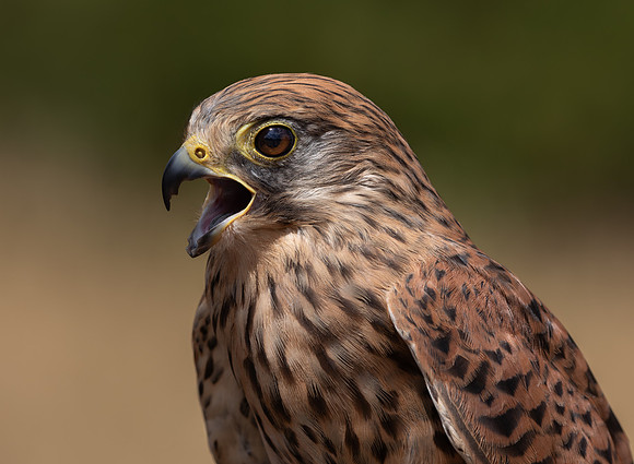 Birds of Prey-29