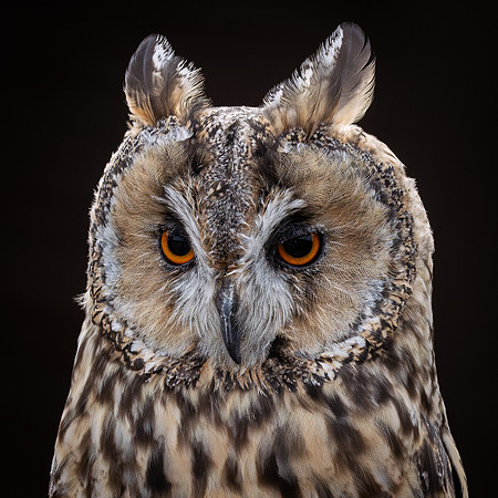 Birds of Prey-1