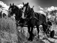 Seed Harvesting-2