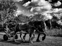 Seed Harvesting-7