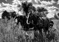 Seed Harvesting-9