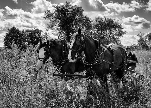 Seed Harvesting-9