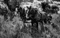 Seed Harvesting-11