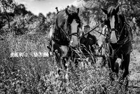 Seed Harvesting-17