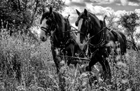 Seed Harvesting-19