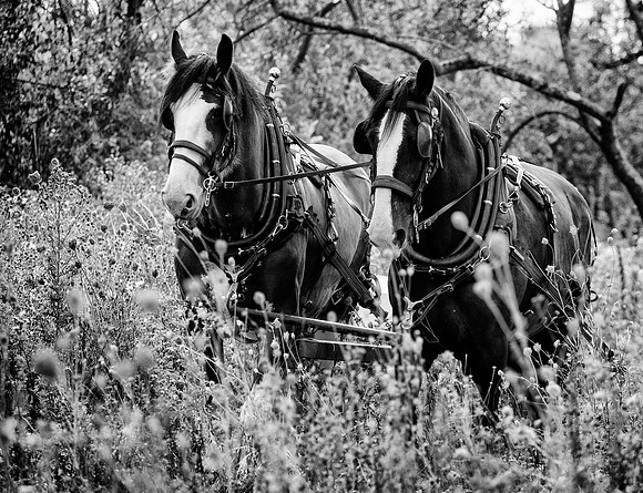 Seed Harvesting-56