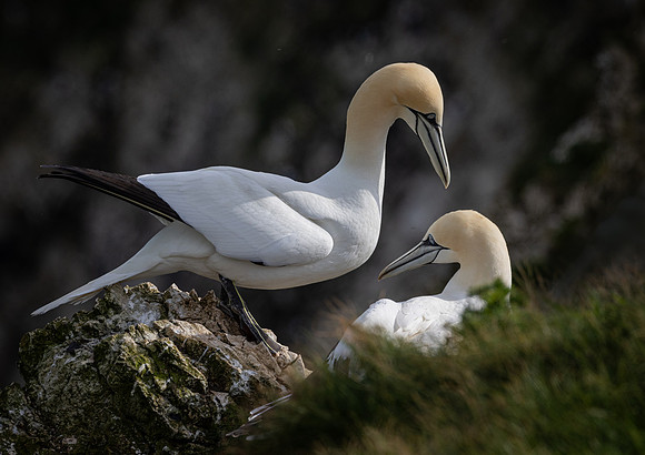 Bempton 2024-5
