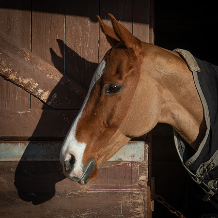 Polo Club-27