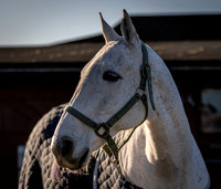 Polo Club-100