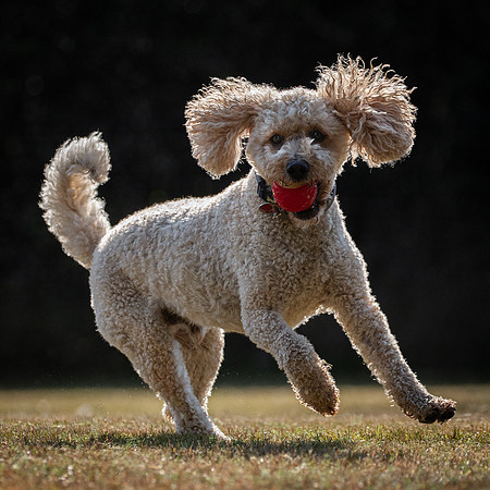Dogs August 2024-18
