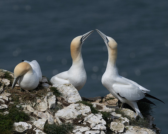 Bempton 2024-14