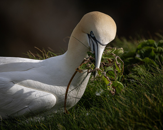 Bempton 2024-9