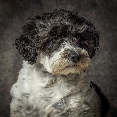 Phoebe-4