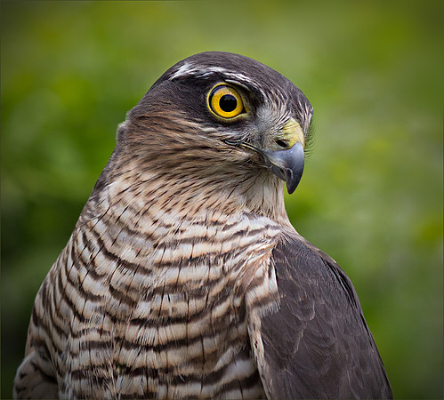 Sparrowhawk