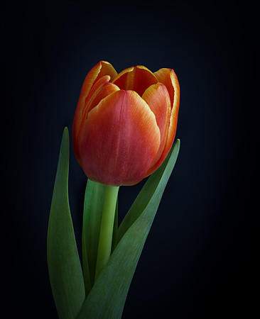 tulip-2