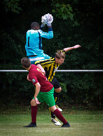 Wasps6