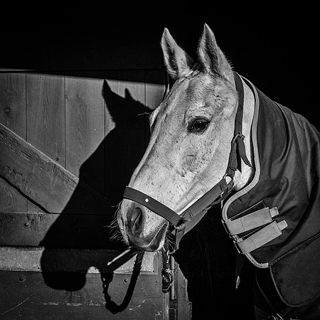 Polo Club-118