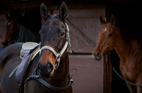 Polo Club-96