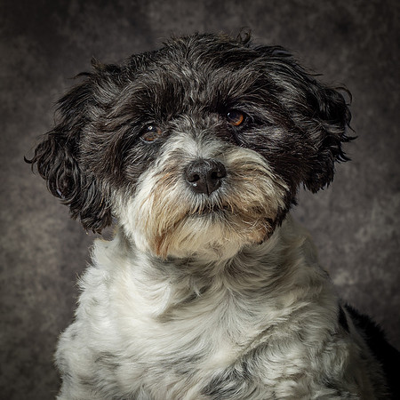 Phoebe-5