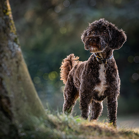 Dogs August 2024-47