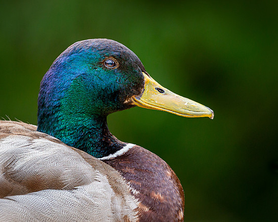 mallard-1