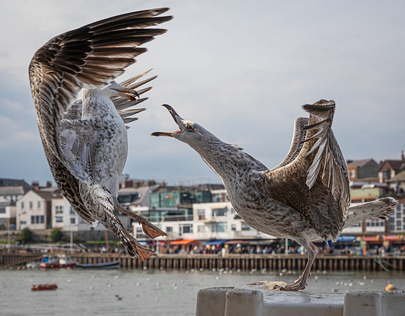 Bempton 2024-17