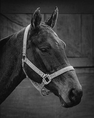 Polo Club-132