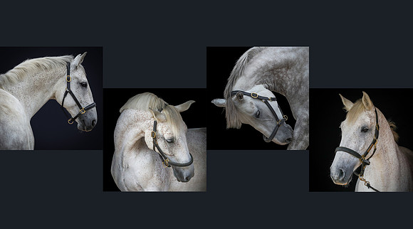 Equine Photography